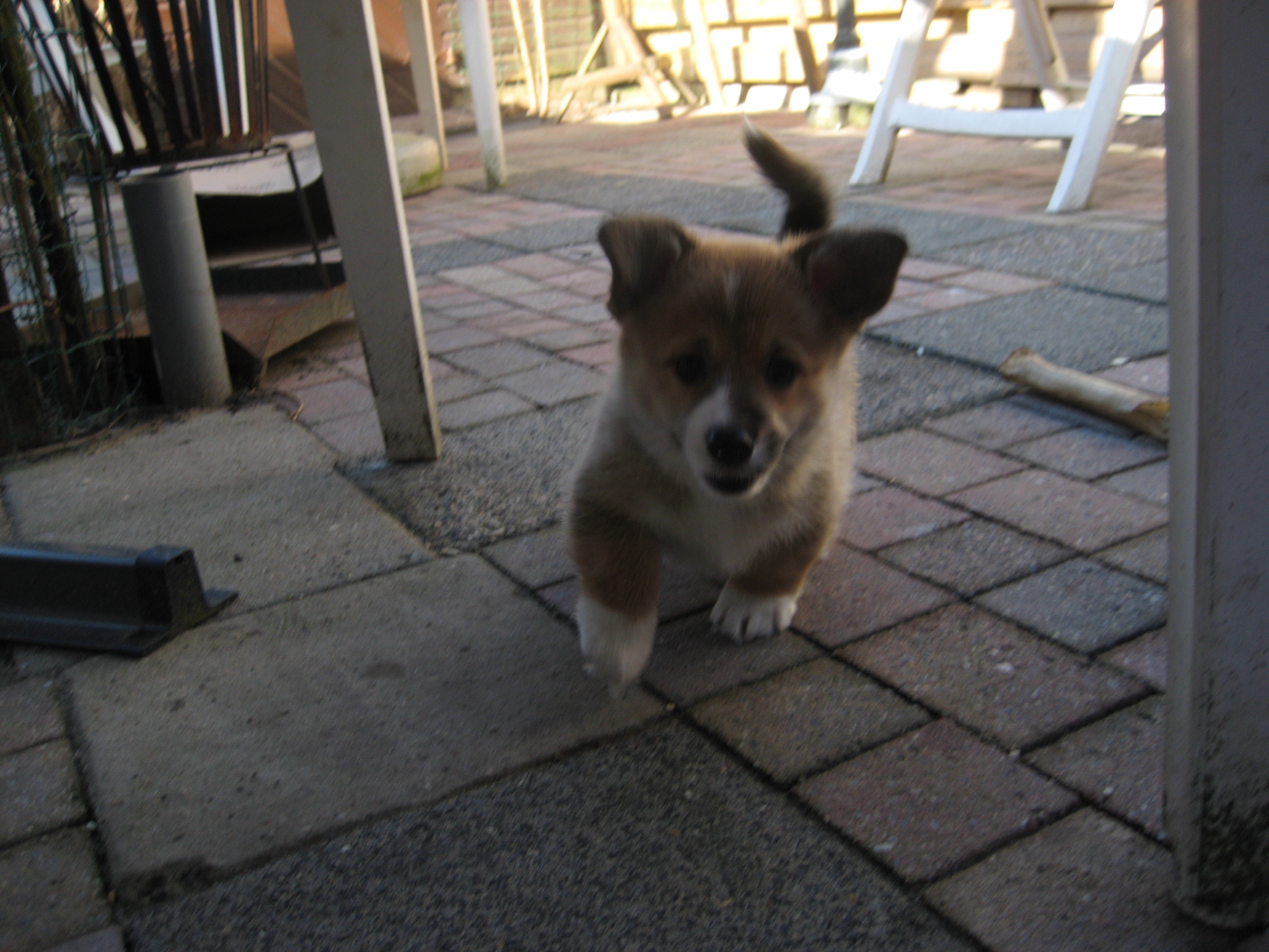 Puppy's